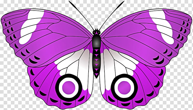 Monarch butterfly, Moths And Butterflies, Cynthia Subgenus, Insect, Purple, Symmetry, Pollinator, Violet transparent background PNG clipart