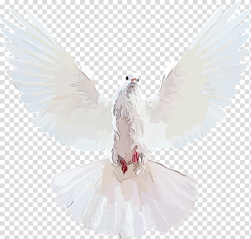 Angel, Pigeons And Doves, Istx Euesg Clase50 Eo, Beak, Feather, White, Wing, Bird transparent background PNG clipart