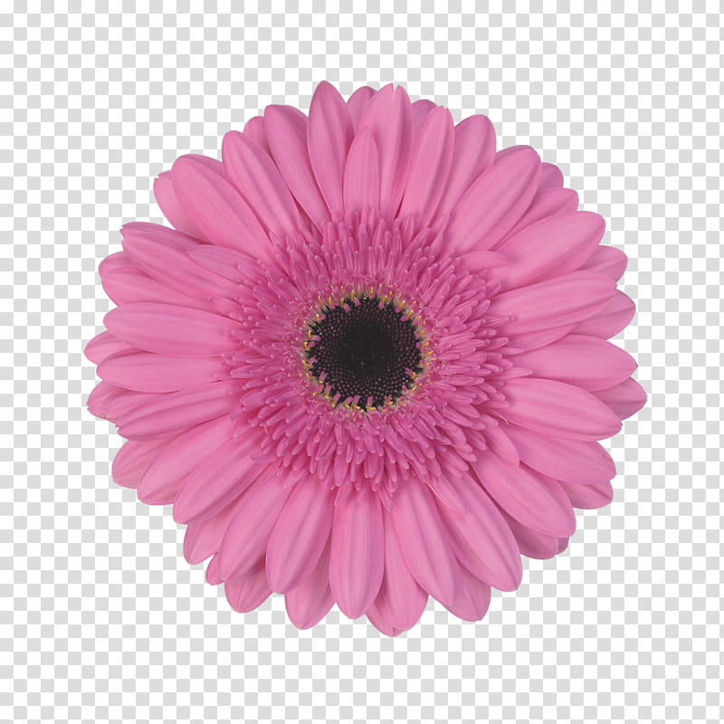 Flowers, Transvaal Daisy, , I, Cut Flowers, Nashville, Royaltyfree, Pink transparent background PNG clipart