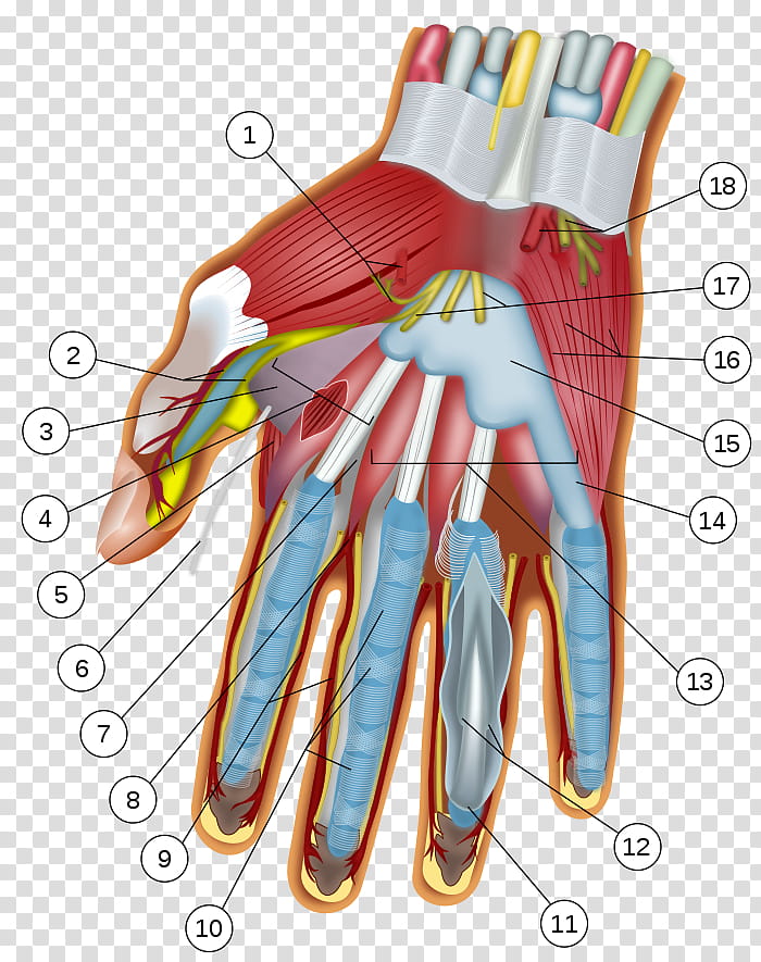 Wrist Glove, Hand, Carpal Bones, Carpal Tunnel, Anatomy, Radial Nerve, Ulnar Nerve, Carpal Tunnel Syndrome transparent background PNG clipart