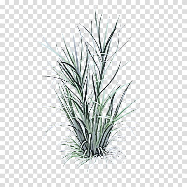 grass plant yucca grass family flower, Leaf, Tree, Terrestrial Plant, Flowering Plant, Herb transparent background PNG clipart