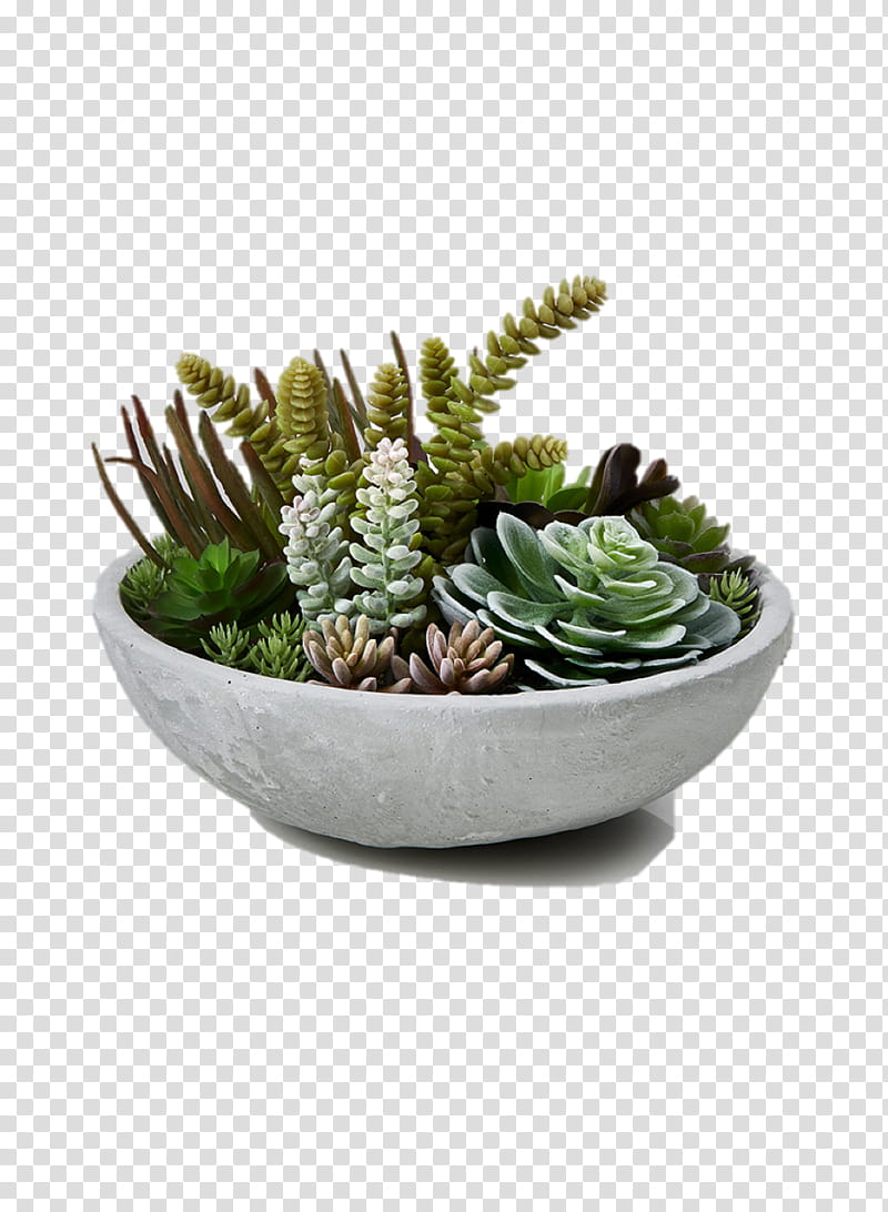 Green Grass, Succulent Plant, Garden, Plants, Flowerpot, Bowl, Sedum Morganianum, Ceramic transparent background PNG clipart