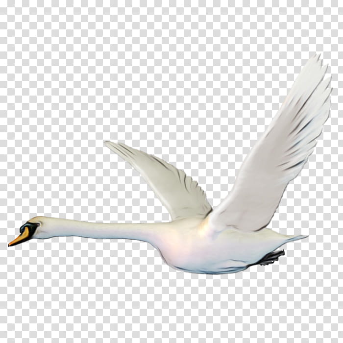 Painting, Swans, Bird, cdr, Cartoon, Cisne, White, Water Bird transparent background PNG clipart