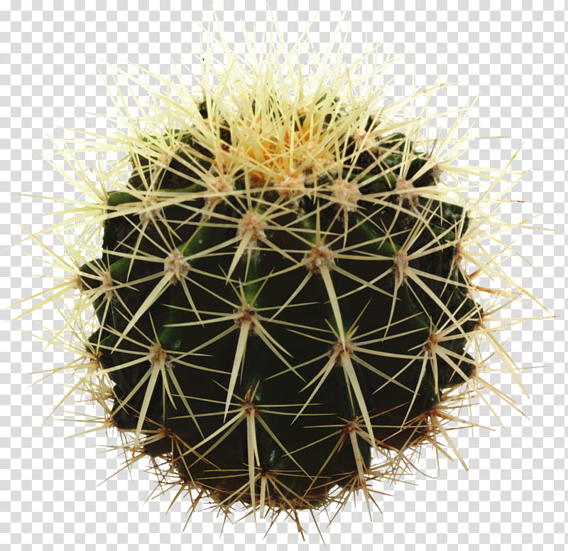 Cactus, Succulent Plant, Plants, Echinocereus, Golden Barrel Cactus, Saguaro, Echeveria Elegans, Thorns Spines And Prickles transparent background PNG clipart