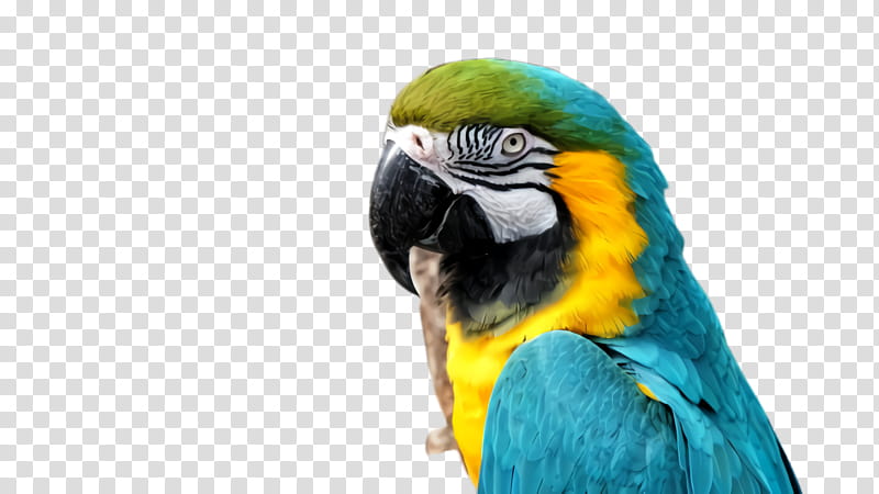 Colorful, Parrot, Bird, Exotic Bird, Tropical Bird, Budgerigar, Macaw, Beak transparent background PNG clipart