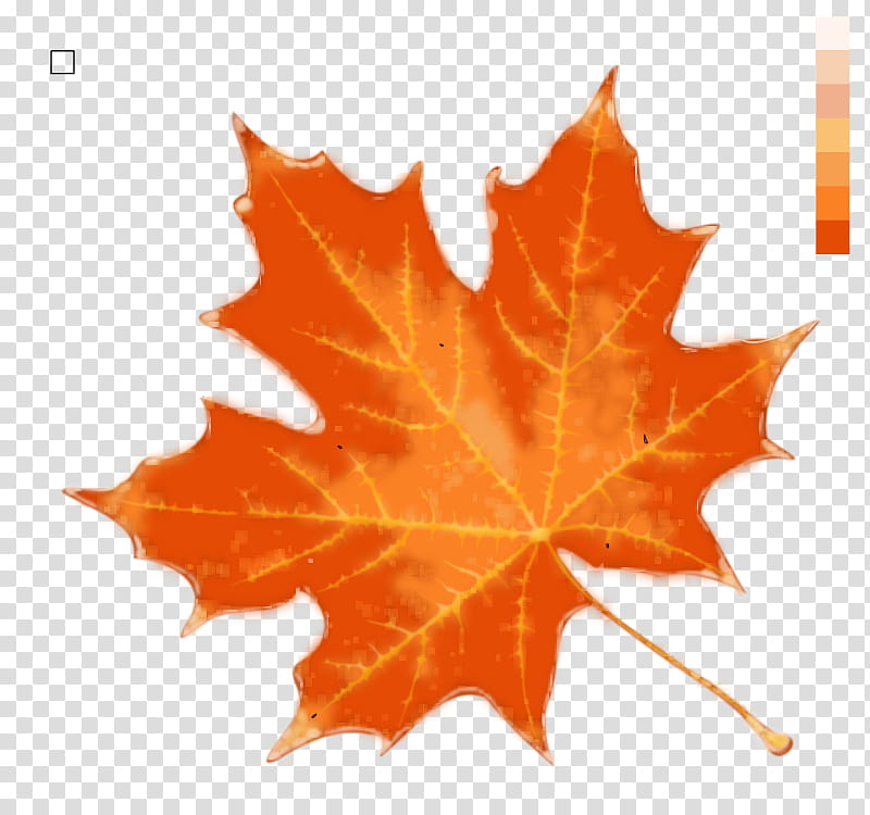 Red Maple Tree, Maple Leaf, Autumn Leaf Color, Orange, Plane Tree Family, Plant transparent background PNG clipart