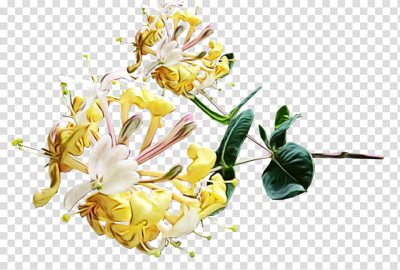 Flowers, Japanese Honeysuckle, Common Honeysuckle, Orange Honeysuckle, Shrub, Coral Honeysuckle, Plant Stem, Plants transparent background PNG clipart