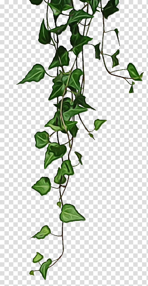 Family Tree, Vine, Web Design, Devils Ivy, Logo, Plant, Flower, Leaf transparent background PNG clipart