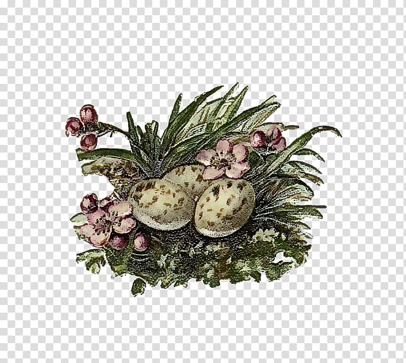 Pineapple, Plant, Flower, Grass, Fruit, Vascular Plant, Pine Family, Fir transparent background PNG clipart