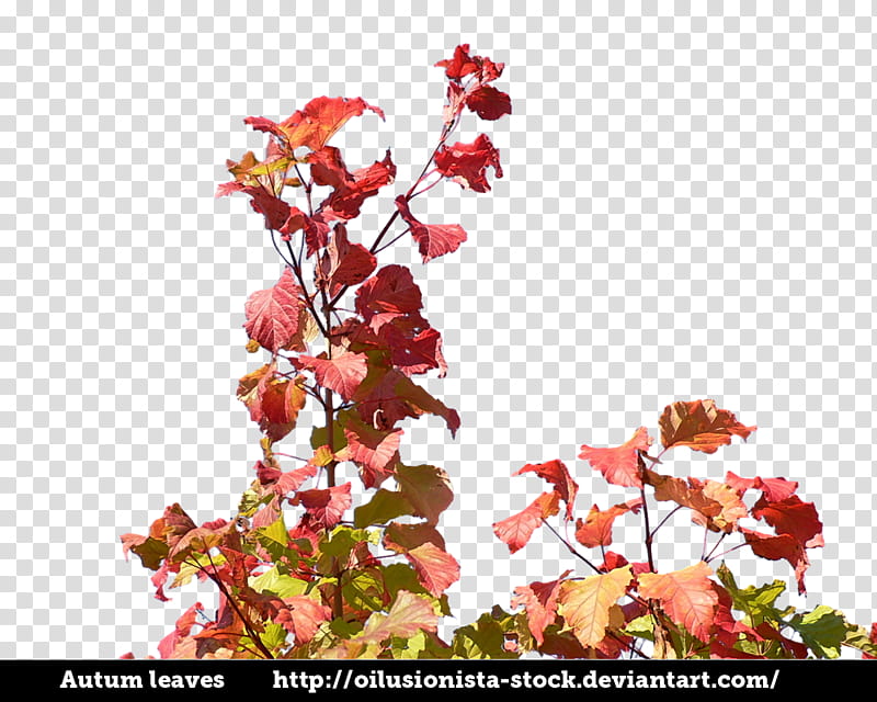 Autum Leaves, red-leafed plant transparent background PNG clipart