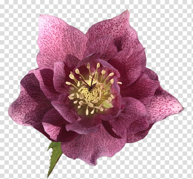 Pink Flower, Garden Roses, Hellebore, Petal, Desktop Metaphor, Rose Family, Plant, Purple transparent background PNG clipart