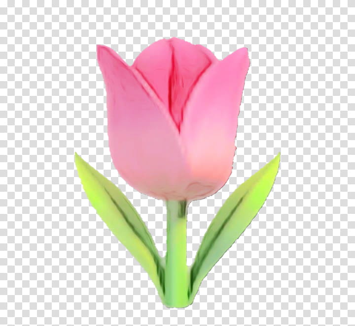 flowering plant tulipa humilis flower petal tulip, Watercolor, Paint, Wet Ink, Pink, Lady Tulip, Cut Flowers transparent background PNG clipart