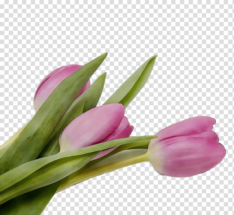 flower tulip plant pink cut flowers, Spring Flower, Spring Floral, Watercolor, Paint, Wet Ink, Petal, Bud transparent background PNG clipart