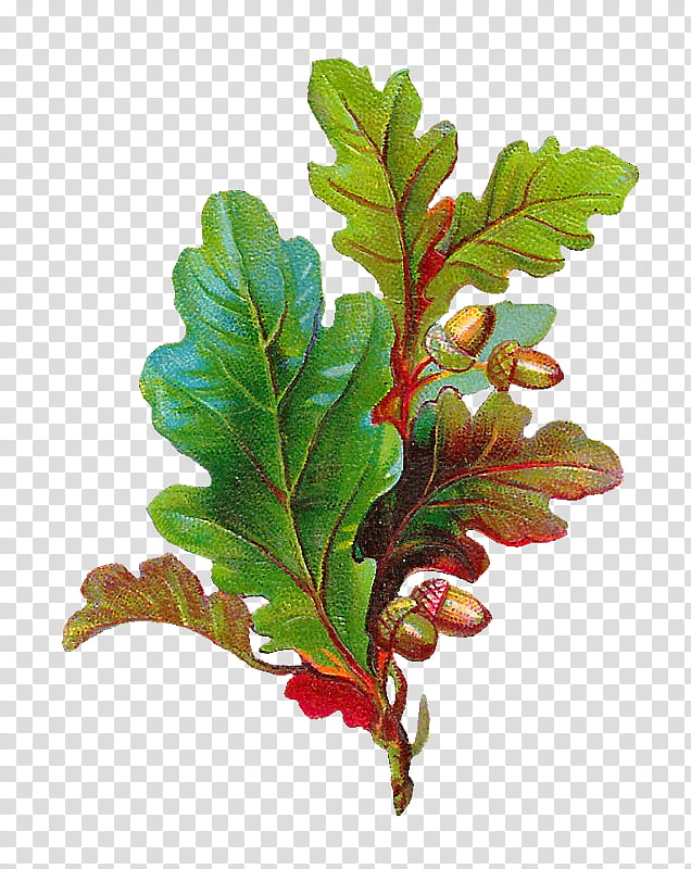 Harvest Time s, green leafed plant illustration transparent background PNG clipart