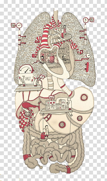 Anatomy v , white, red, and gray transparent background PNG clipart