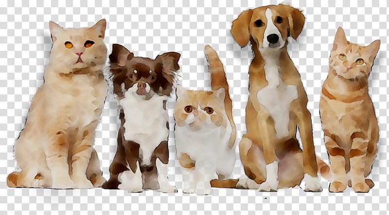 Dog And Cat, Paraveterinary Worker, Kitten, Veterinarian, Animal, Small To Mediumsized Cats, Companion Dog, Sporting Group transparent background PNG clipart