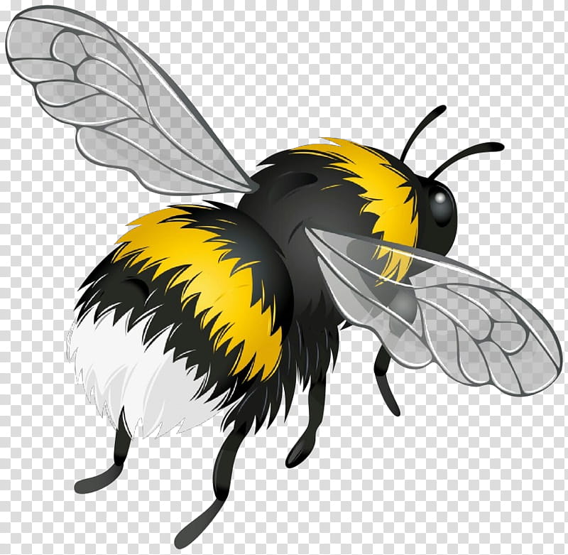 Bumblebee, Cartoon, Insect, Honeybee, Membranewinged Insect, Pollinator, Fly, Wasp transparent background PNG clipart