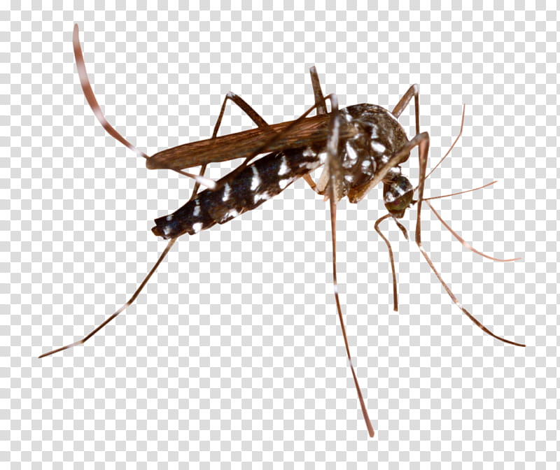 Ant, Insect, Mosquitoborne Disease, Mosquito Control, Fly, Malaria, Anopheles Gambiae, West Nile Fever transparent background PNG clipart