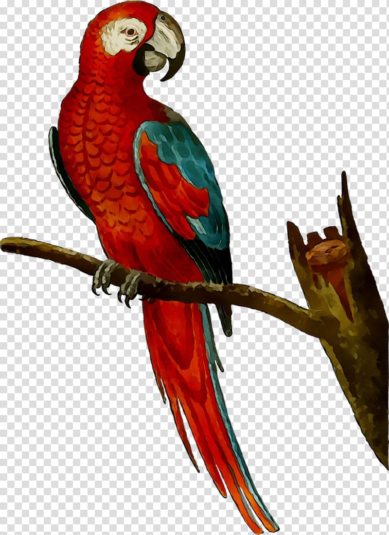 Bird Parrot, Macaw, Amazon Parrot, Mug, Red, Cockatiel, Parakeet, Pet transparent background PNG clipart