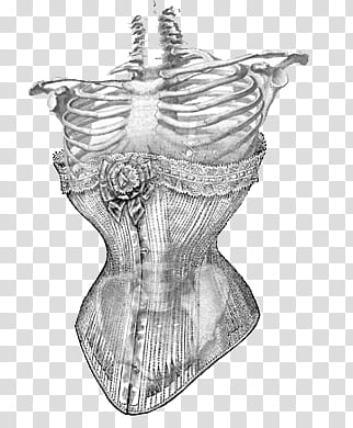 Anatomy v , gray corset sketch transparent background PNG clipart