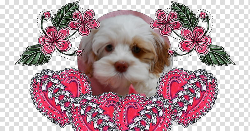 Love, Cockapoo, Shih Tzu, Puppy, Cavachon, Schnoodle, Havanese Dog, Companion Dog transparent background PNG clipart