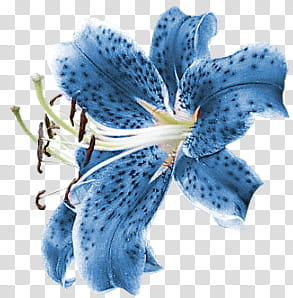 Blue Lily PNG Images, Blue, Lily, Flowers PNG Transparent