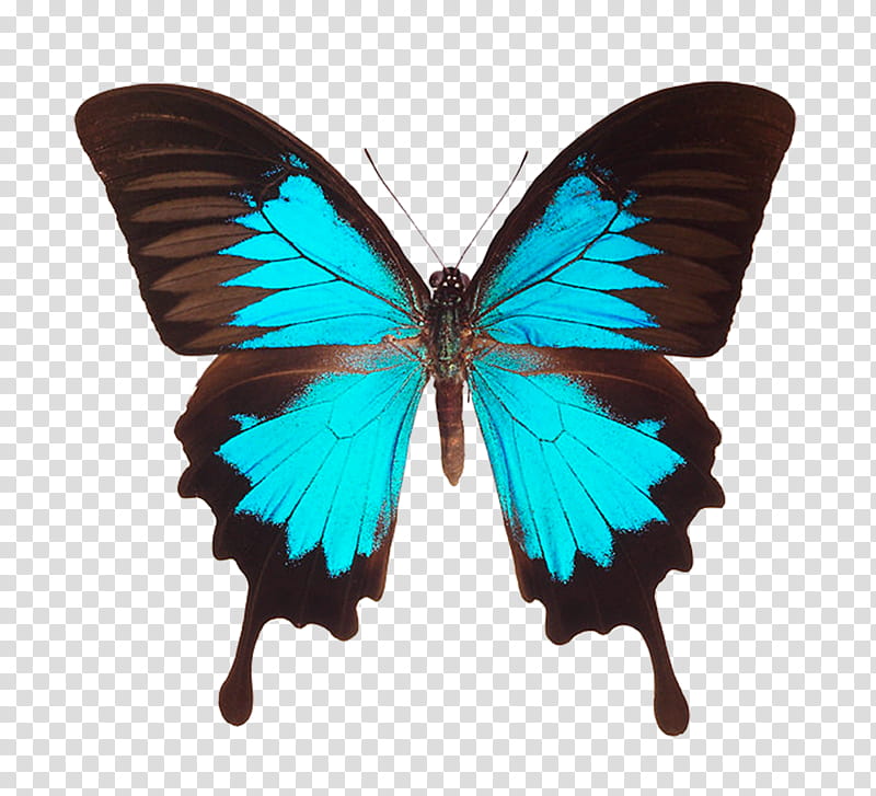 Butterfly Black And White, Ulysses Butterfly, Menelaus Blue Morpho, Swallowtail Butterfly, Black Swallowtail, Morphinae, Eastern Tiger Swallowtail, Morpho Didius transparent background PNG clipart