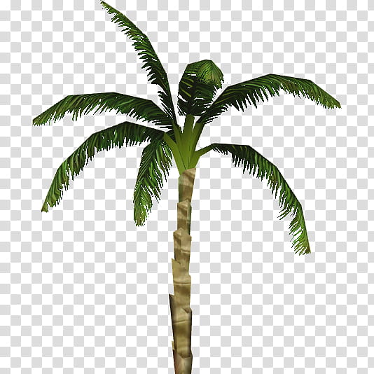 Coconut Tree, Babassu, Asian Palmyra Palm, Palm Trees, Dwarf Coconut, Zoo Tycoon 2, Library, Plants transparent background PNG clipart