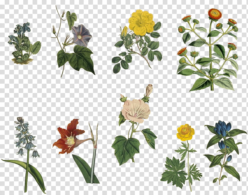 Vintage Flowers Set , assorted-color flowers illustration transparent background PNG clipart