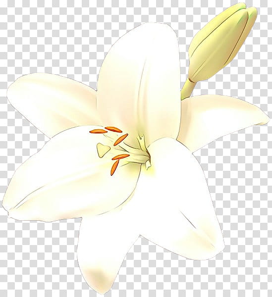 White Lily Flower, Orchids, Moth Orchids, Cut Flowers, Lily M, Petal, Plant, Yellow transparent background PNG clipart