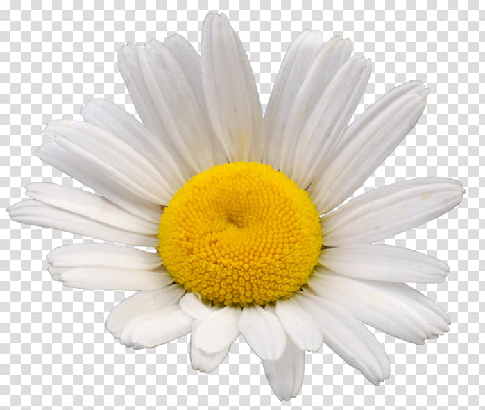 Flowers, Chamomile, Oxeye Daisy, Roman Chamomile, Chrysanthemum, Mayweed, Chamomile Flowers, Tripleurospermum transparent background PNG clipart