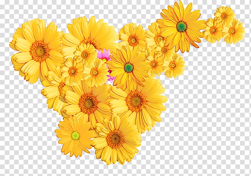 flower gerbera english marigold yellow barberton daisy, Watercolor, Paint, Wet Ink, Cut Flowers, Plant, Calendula, Petal transparent background PNG clipart