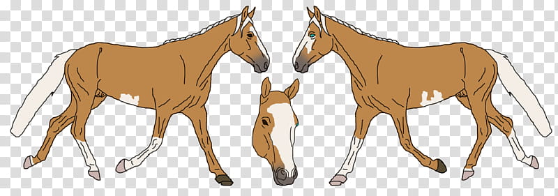 Horse, Mule, Foal, Stallion, Mare, Colt, Mustang, Bridle transparent background PNG clipart