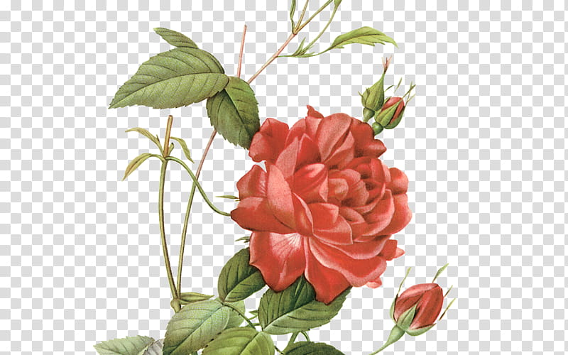 Garden roses, Flower, Flowering Plant, Red, Pink, Rose Family, Floribunda, Petal transparent background PNG clipart