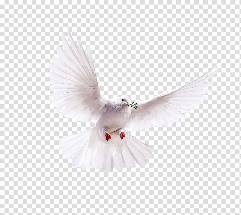 Dove Bird, Pigeons And Doves, Release Dove, Common Wood Pigeon, Rock Dove, Columbiformes, Typical Pigeons, Feather transparent background PNG clipart