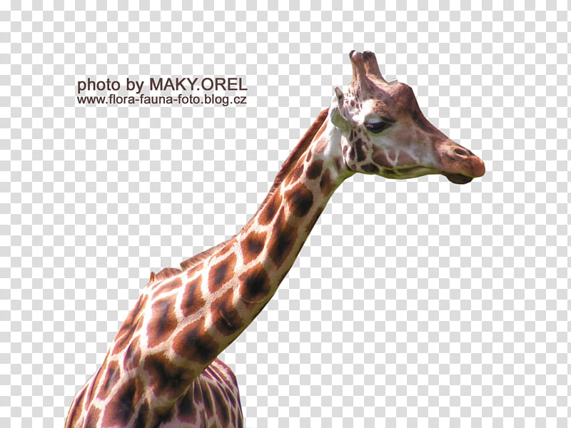 SET Giraffe head, black and brown giraffe transparent background PNG clipart