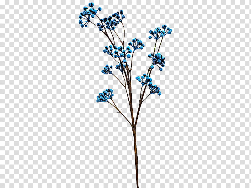 flower plant branch twig borage family, Plant Stem, Forgetmenot, California Lilac, Delphinium, Wildflower transparent background PNG clipart