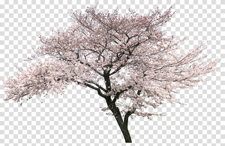 Cherry Blossom Tree, Cherries, Video, Online Video Platform, Branch, Plant, Woody Plant, Flower transparent background PNG clipart