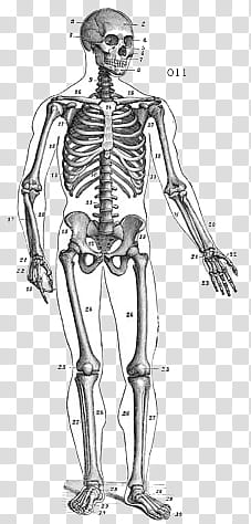 , gray skeleton illustration transparent background PNG clipart