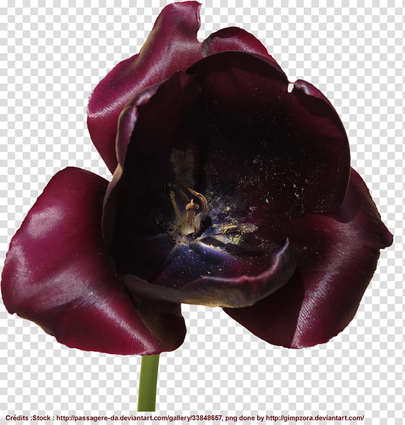 Tulipe noire cut off, red-petaled flower transparent background PNG clipart