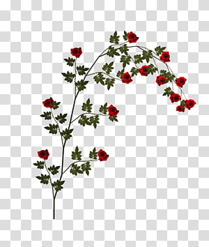 climbing roses clipart images