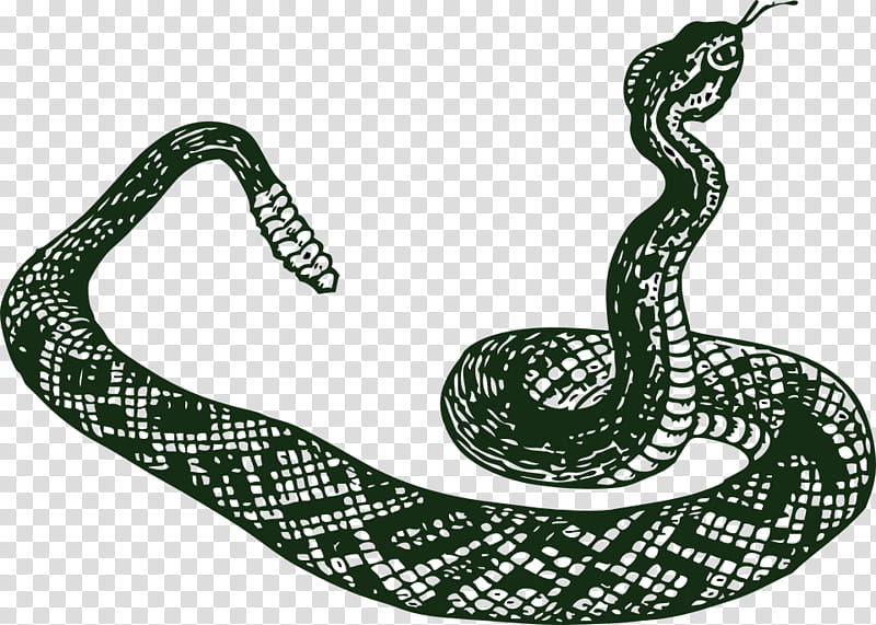 Snake, Snakes, Drawing, Vipers, Rattlesnake, Rat Snake, Black Rat Snake, Silhouette transparent background PNG clipart