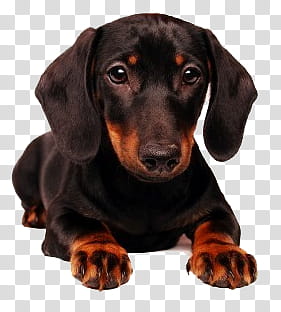 Dog, black and tan dachshund puppy transparent background PNG clipart