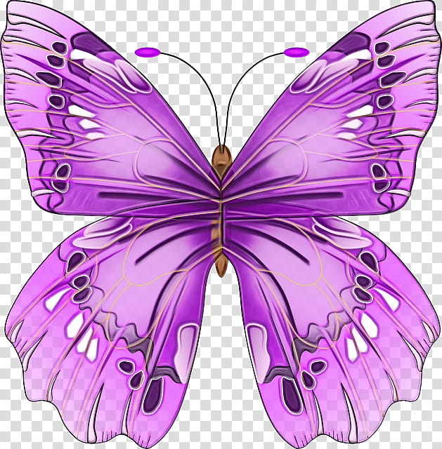 moths and butterflies butterfly insect cynthia (subgenus) purple, Watercolor, Paint, Wet Ink, Cynthia Subgenus, Wing, Pollinator, Symmetry transparent background PNG clipart