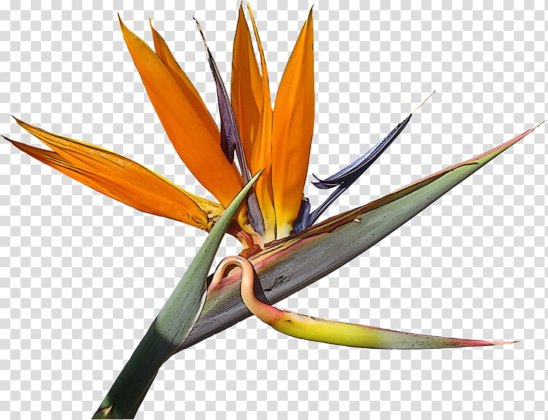 bird of paradise, Flower, Plant, Birdofparadise, Heliconia transparent background PNG clipart