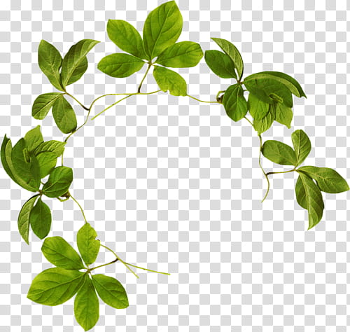 green rosemary leaves transparent background PNG clipart