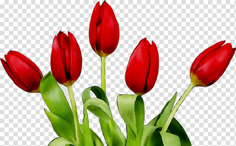 We Are Family, Tulip, Flower, American Parkinson Disease Association, Who We Are Matters, Video, Vase, Teleflora transparent background PNG clipart