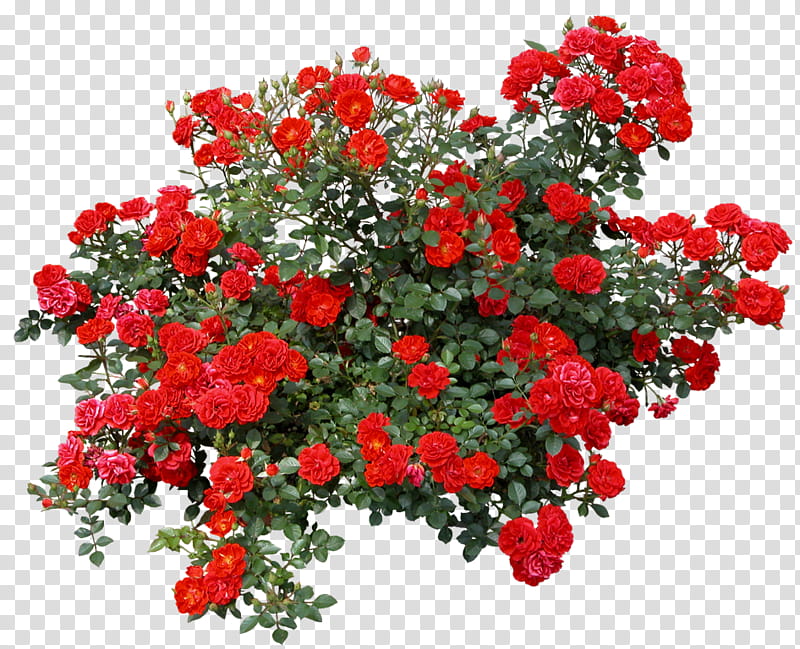 Family Tree Design, Shrub, Garden Roses, Flower, Memorial Rose, Plants, Floral Design, Red transparent background PNG clipart