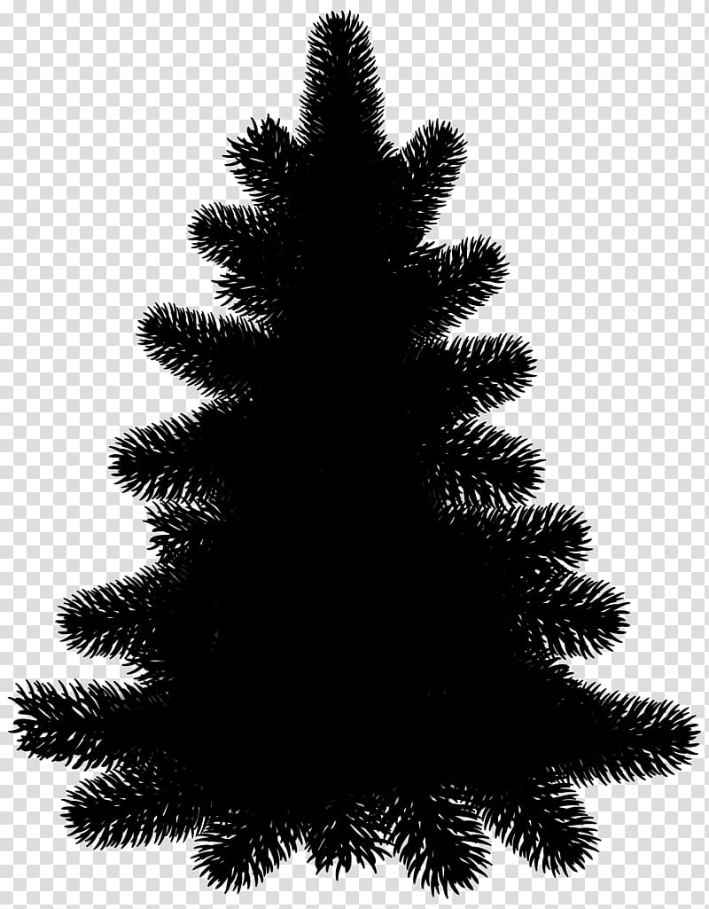 Christmas Black And White, Pine, Tree, Fir, Evergreen, Pinus Nigra, Christmas Tree, Drawing transparent background PNG clipart