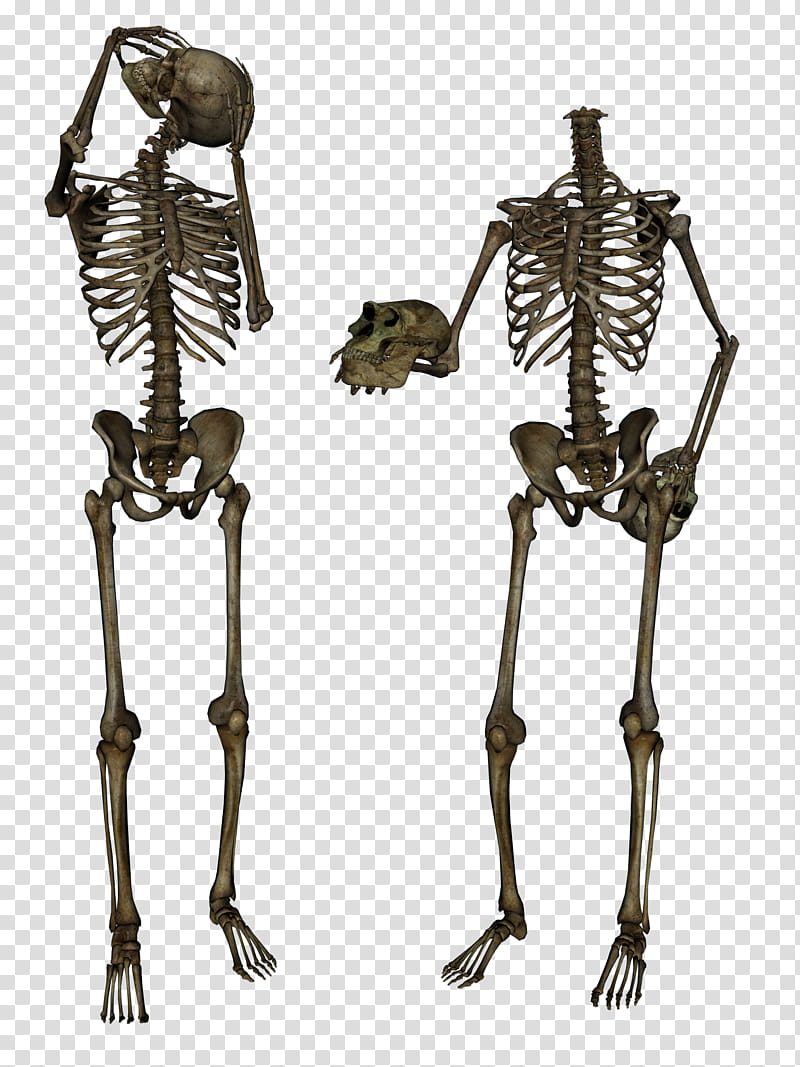 Skeleton Head Trade , two brown human skeletons illusration transparent background PNG clipart